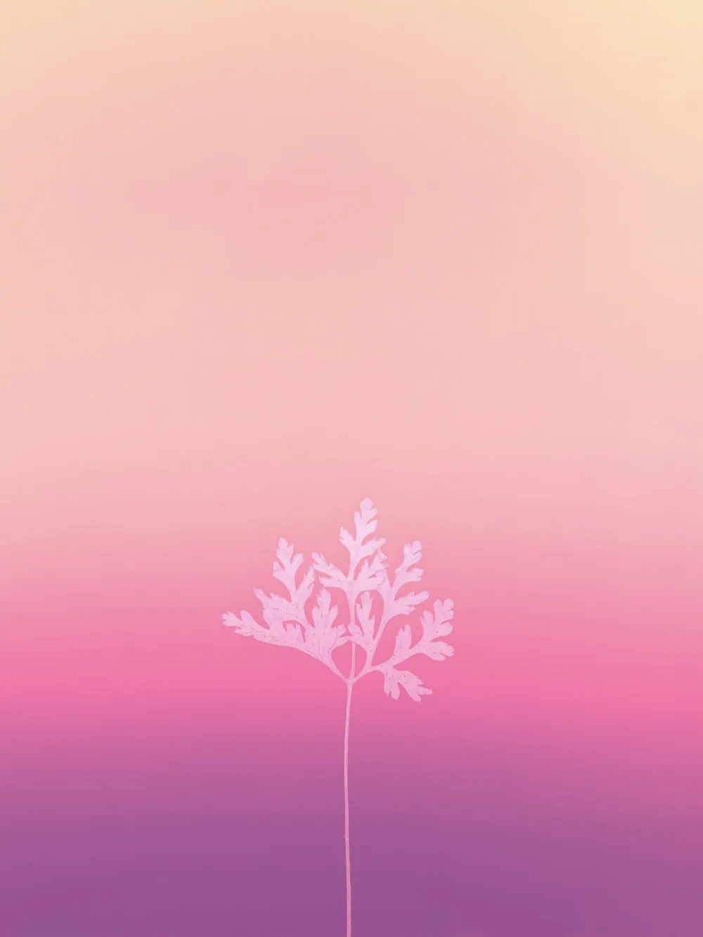 Pink Flower