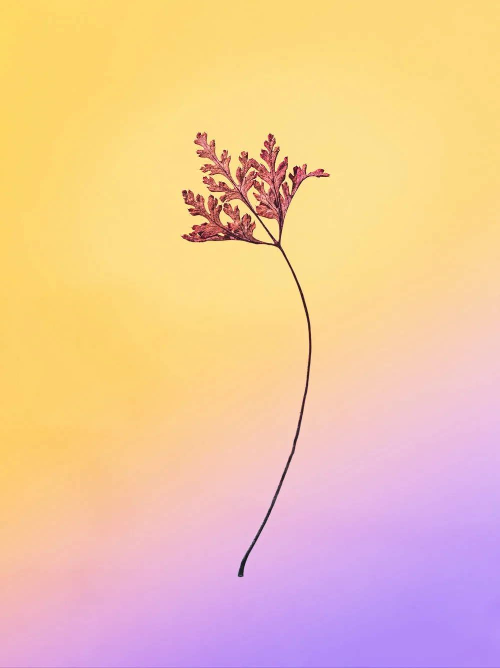 Yellow Flower